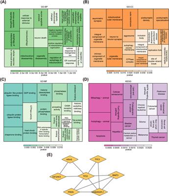 TFE3 and TP53 were novel diagnostic biomarkers related to mitochondrial autophagy in chronic rhinosinusitis with nasal polyps